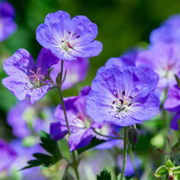 Non-gmo geranium pelargonium peltatum samen