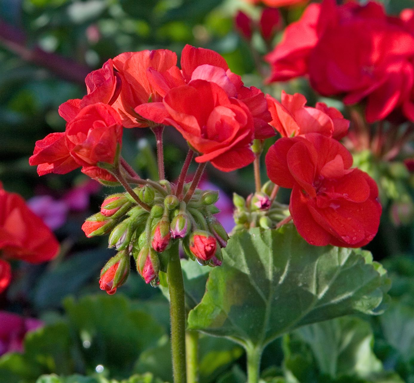 Non-gmo geranium samen for home gardening