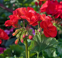Non-gmo geranium samen for home gardening