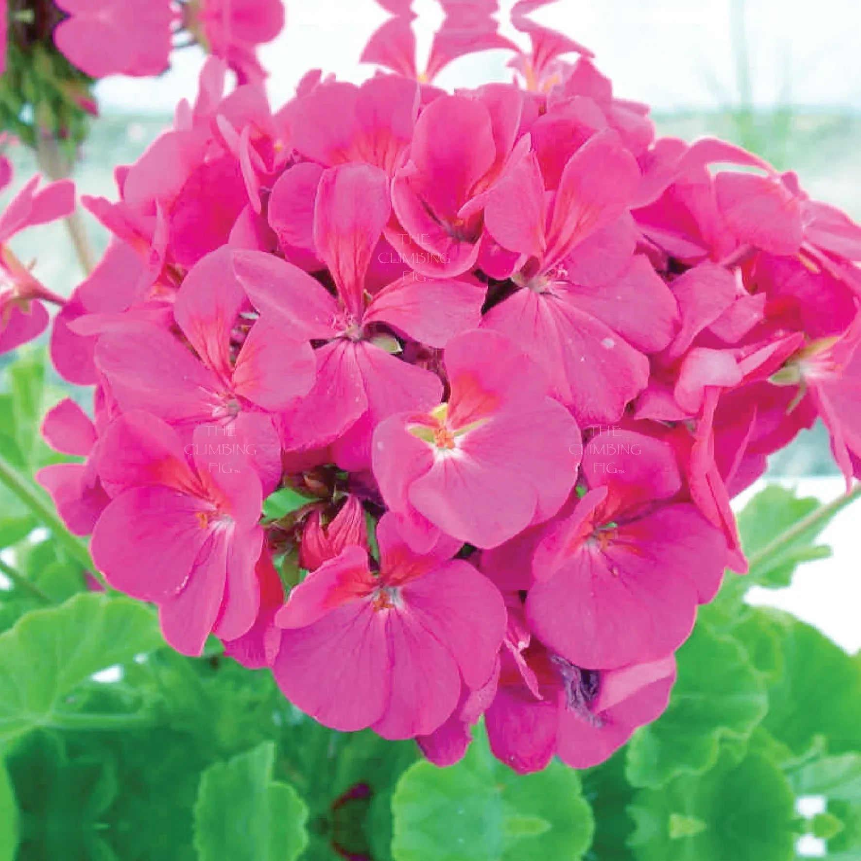Non-gmo geranium blume samen