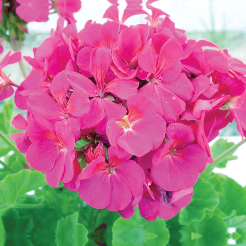 Non-gmo geranium blume samen