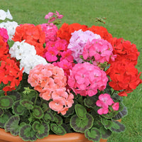 Non-gmo geranium weiß mix blume samen