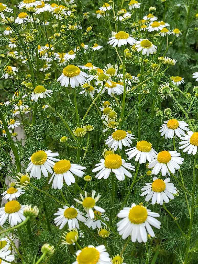 gentechnikfrei German Chamomile Blume Samen for borders and containers