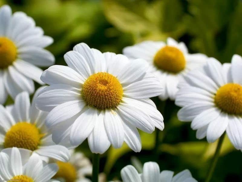 Non GMO German Chamomile Samen