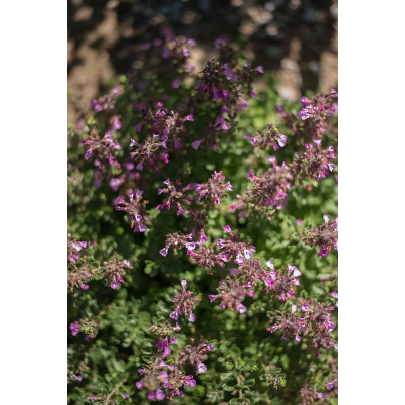 gentechnikfrei Germander Blume Samen for dry gardens