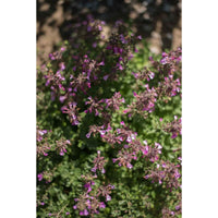 gentechnikfrei Germander Blume Samen for dry gardens