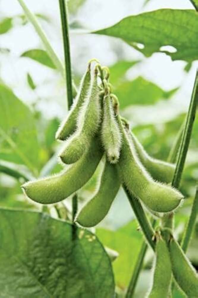 Non-gmo riesige soybean samen für home gardens