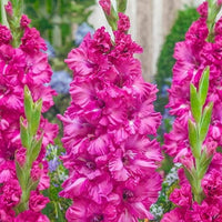Non-gmo dark rosa gladiolus samen for gardening