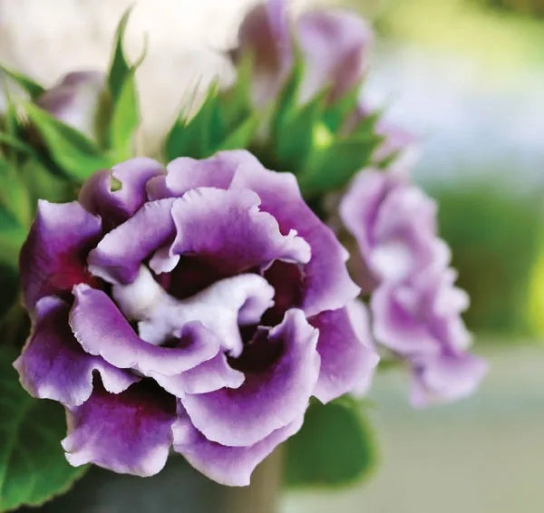 Non-gmo blau and weiß gloxinia anpflanzung samen