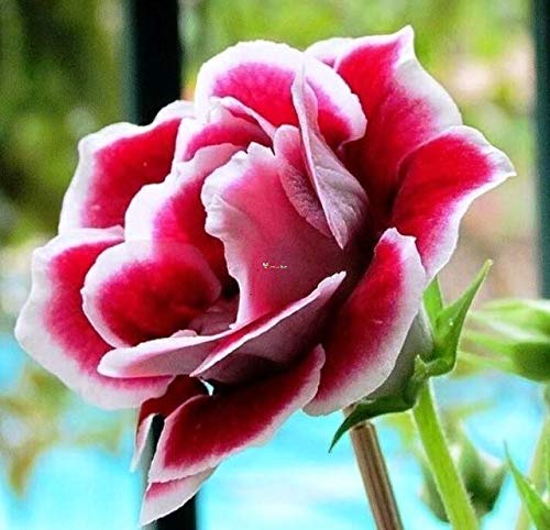 Premium non-gmo gloxinia samen