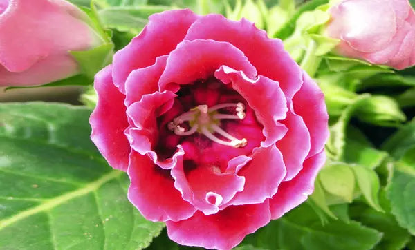 Premium non-gmo rosa gloxinia samen for anpflanzung