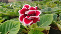 Non-gmo rot and weiß gloxinia samen