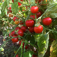 Non-gmo grape tomato samen für aussaat