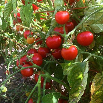 Non-gmo grape tomato samen für aussaat