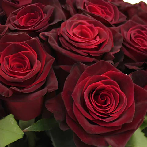 Non-gmo gray and rot rare rose samen for gardening