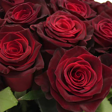 Non-gmo gray and rot rare rose samen for gardening