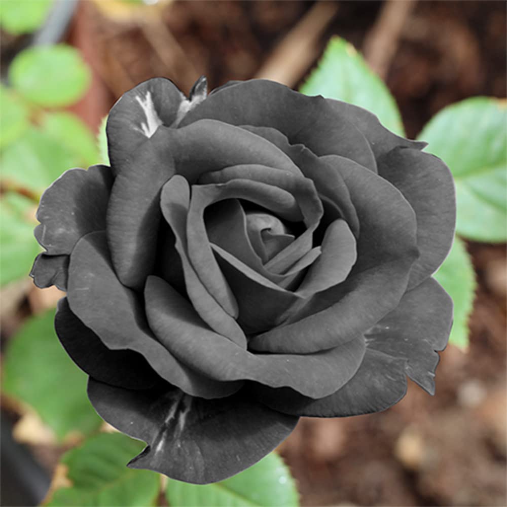 Non-gmo rare gray rose samen for home gardening