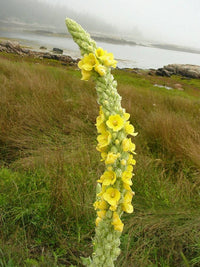 gentechnikfrei Great Mullein wildflower Samen for wildlife gardens