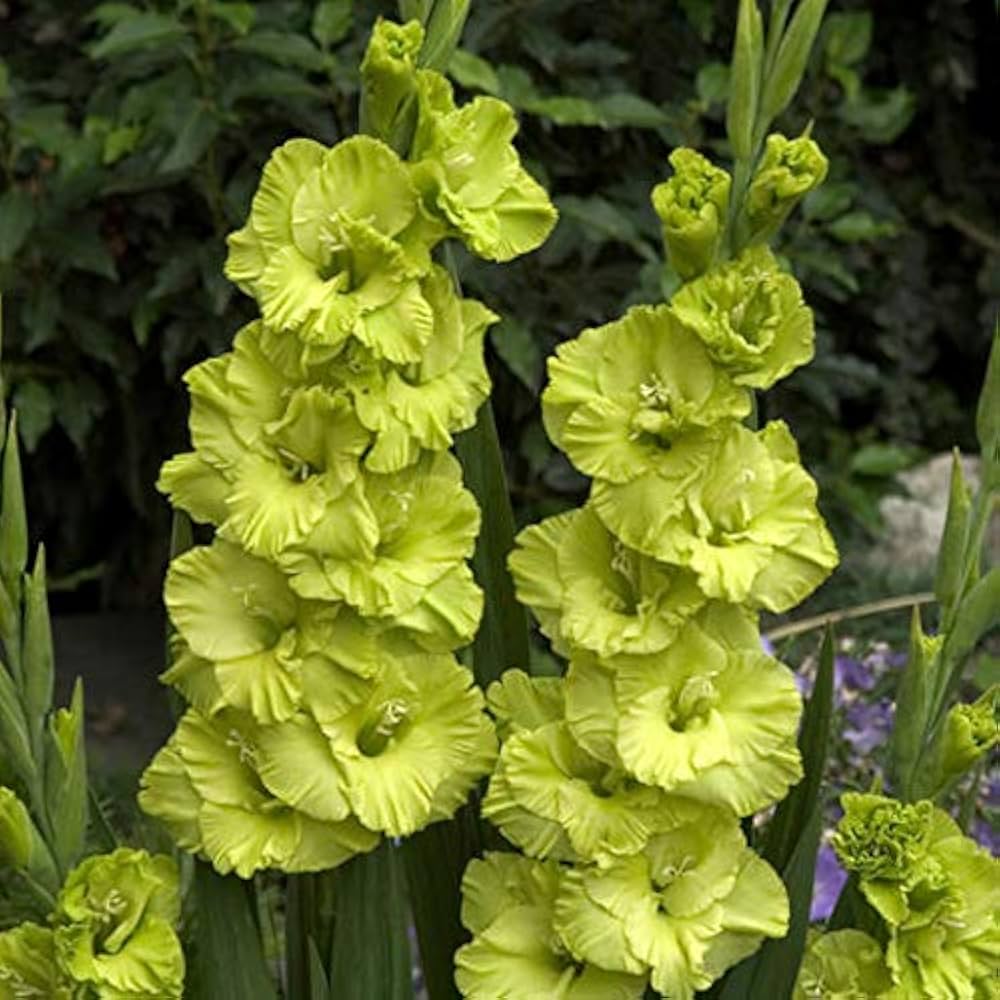 Non gmo grün gladiolus samen