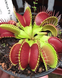 gentechnikfrei Green & Red Venus Flytrap Samen