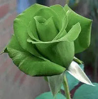 Non-gmo grün rose blume samen