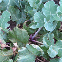 High germination grüne sea kale samen für gardening