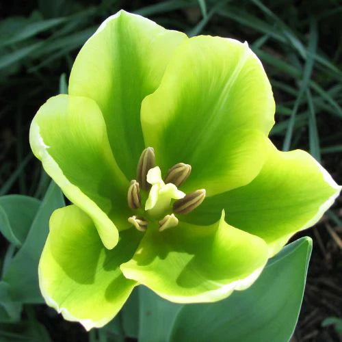 Non-gmo grün tulip samen for gardening