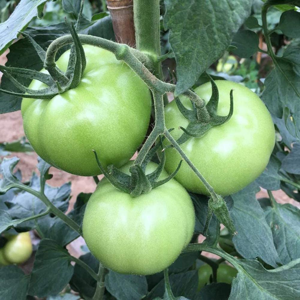 Non gmo grüne and weiße tomato samen