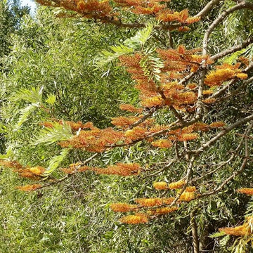 Non-gmo grevillea robusta samen