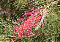 Non-gmo grevillea robusta samen