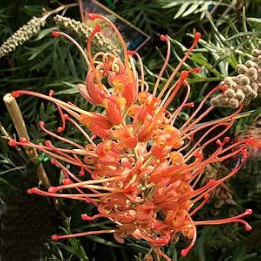 Non-gmo rot grevillea robusta samen