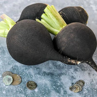 Non gmo grey radish gemüse samen