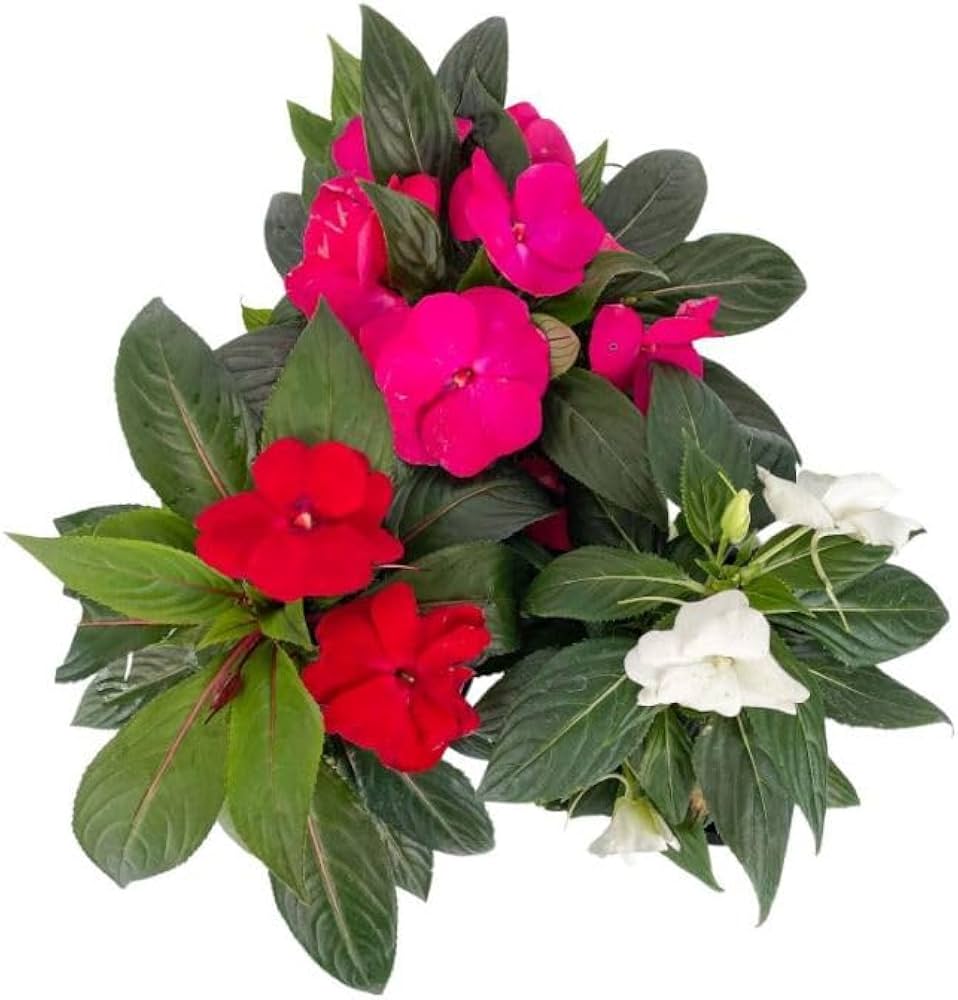 Non-gmo guinea mix blume samen