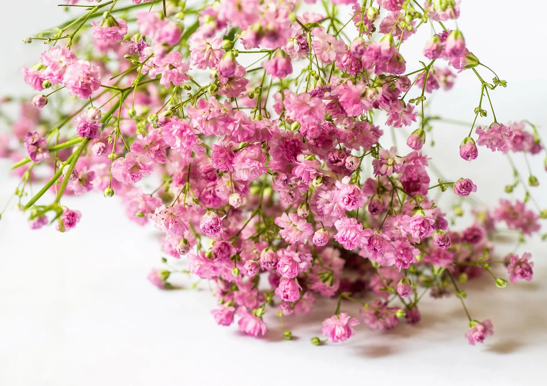 Premium non-gmo gypsophila paniculata samen