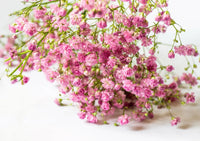 Premium non-gmo gypsophila paniculata samen