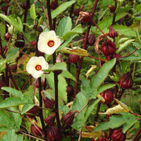 gentechnikfrei Hibiscus Roselle Pflanze Samen for ornamental gardens