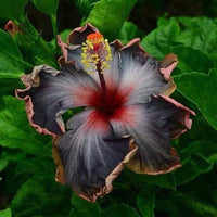 Non-gmo dark lila hibiscus samen for gardening