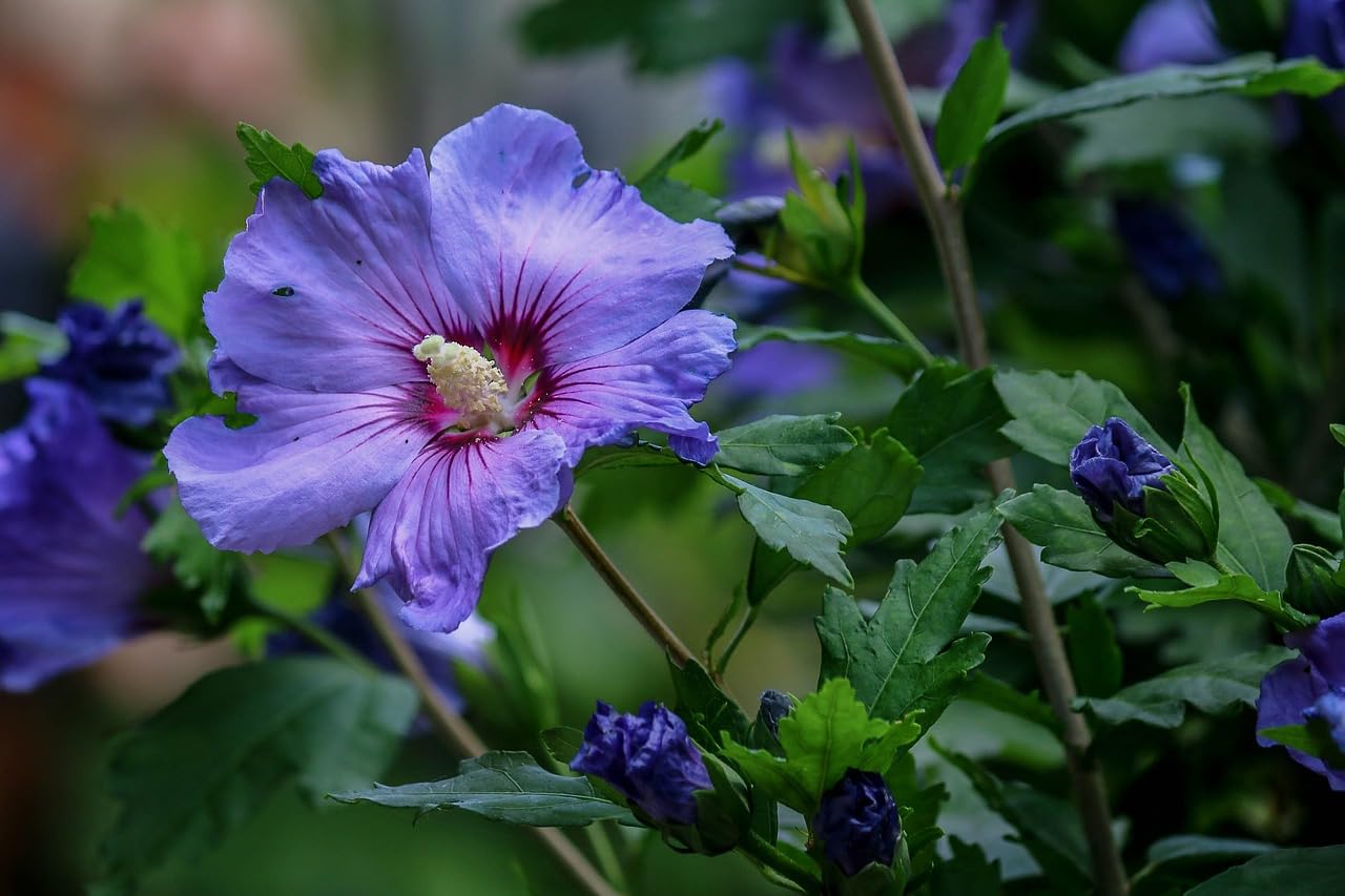Non-gmo dark blau hibiscus samen