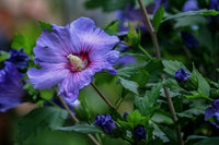 Non-gmo dark blau hibiscus samen