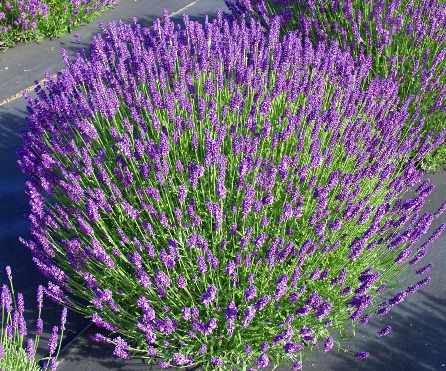 gentechnikfrei Hidcote Lavender Blume Samen for dry gardens