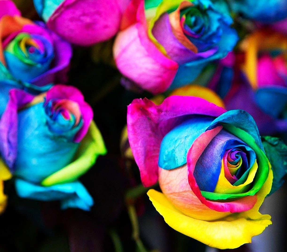 Premium non-gmo holland rose samen