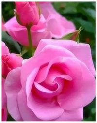 Non-gmo holland rose samen for elegant garten anpflanzung