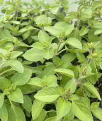 gentechnikfrei Holy Basil Samen for ornamental Kraut gardens