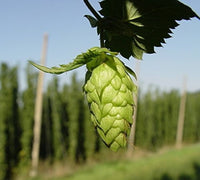 Non gmo humulus lupulus samen