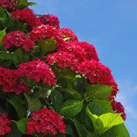 Non-gmo hydrangea samen deep rot variety