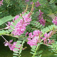 gentechnikfrei Indigo Samen for ornamental Gartenarbeit