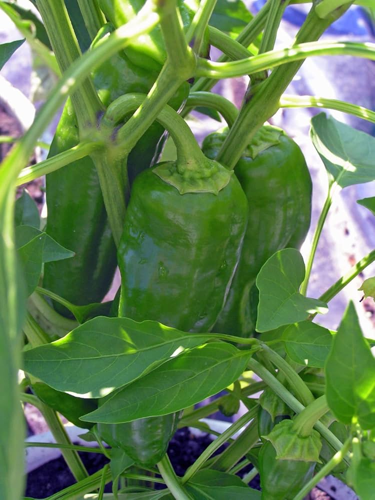 Non-gmo italienische süße pepper samen