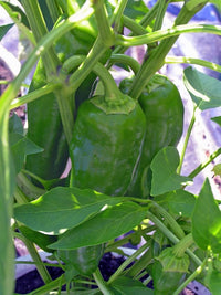 Non-gmo italienische süße pepper samen
