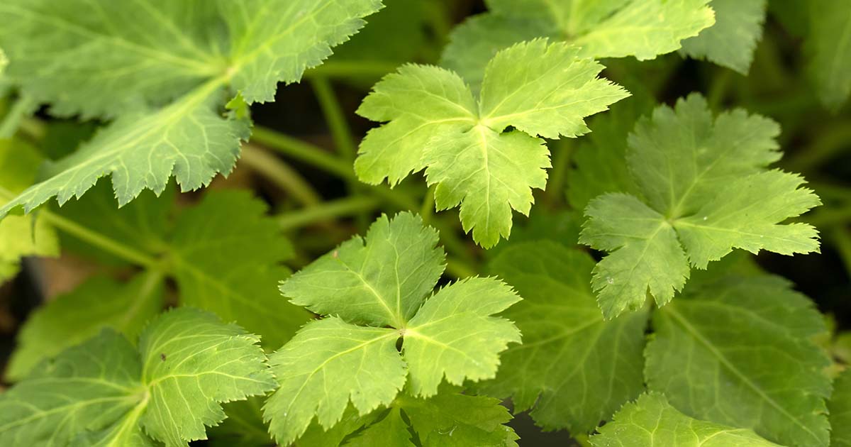 gentechnikfrei Mitsuba Japanese Parsley Samen for shade gardens