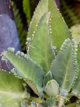 Non-gmo kalanchoe samen